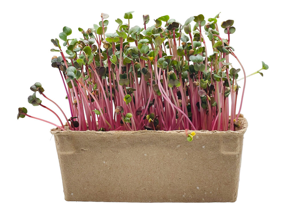 Microgreen Trays