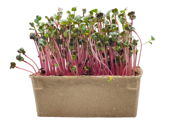 Coral Red Radish Microgreen Seeds