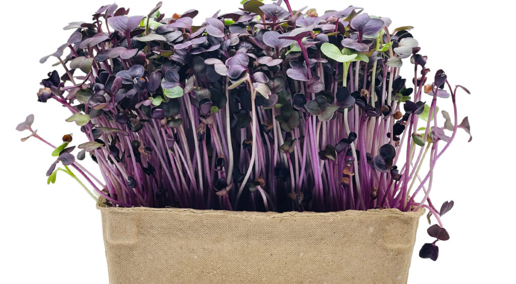 Rambo Radish Microgreen Seeds