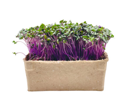 Red Cabbage Microgreen Seeds