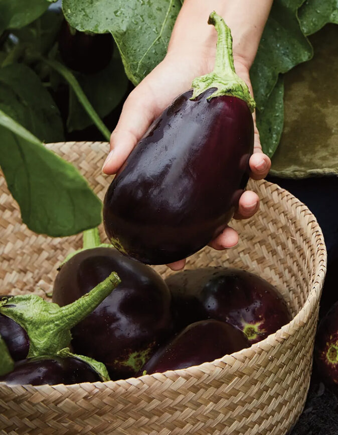 Aubergine Genie Fruits in a basket