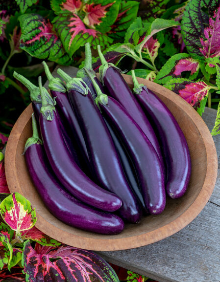 Aubergine Purple Knight F1 fruits