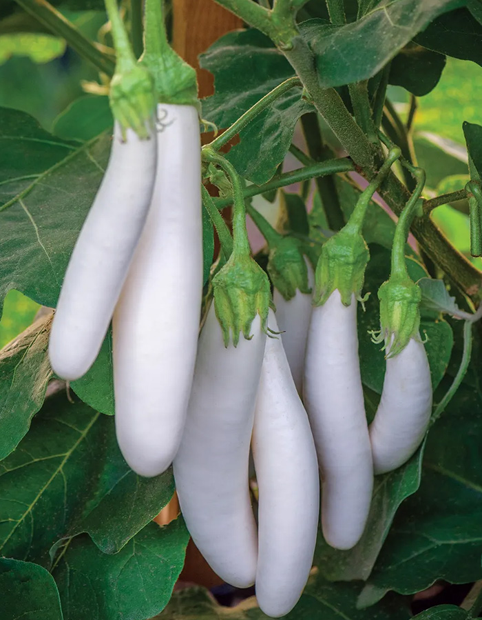 Aubergine White Knight F1 Fruits growing on plant