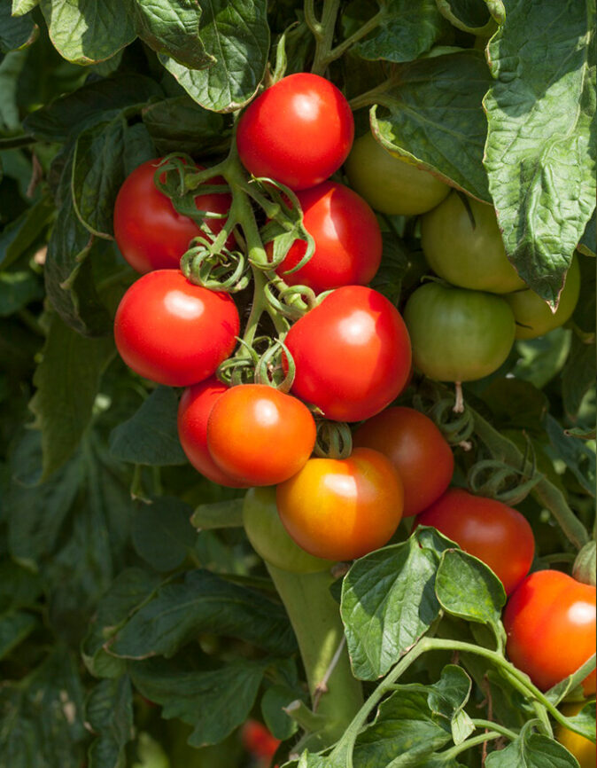 Cocktail Crush Tomatos growing on vine