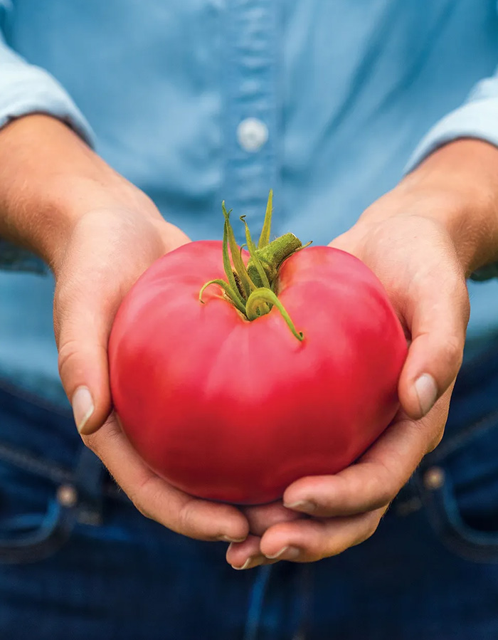 Large Rose Crush Tomato being held in hands