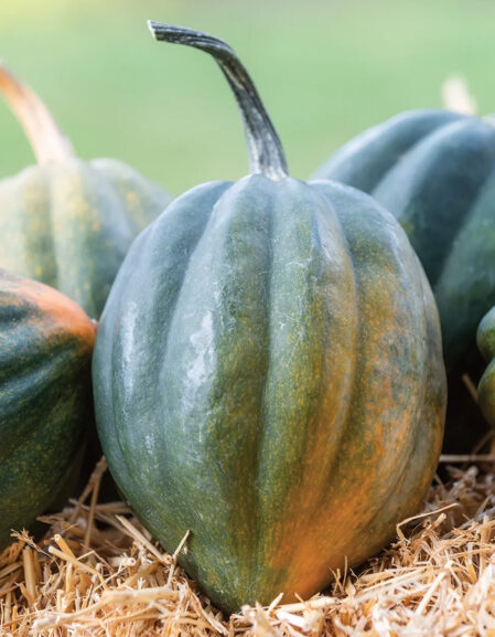 Squash Winter Early Acorn