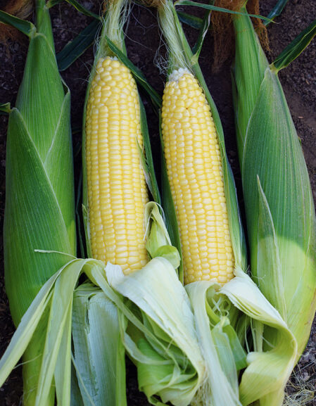 SWEETCORN BRODACIOUS