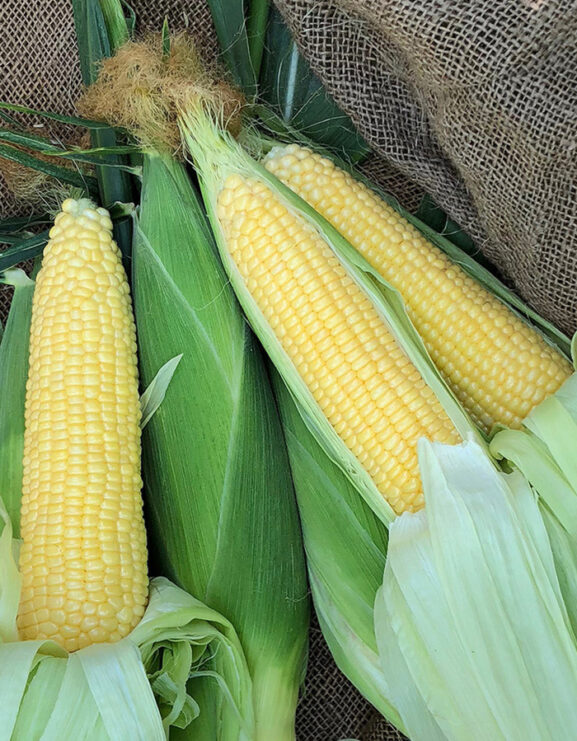 SWEETCORN INCREDIBLE F1