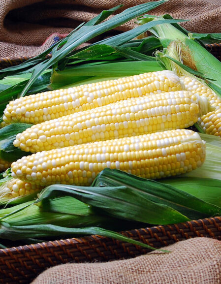 Sweetcorn Solstice Cobs