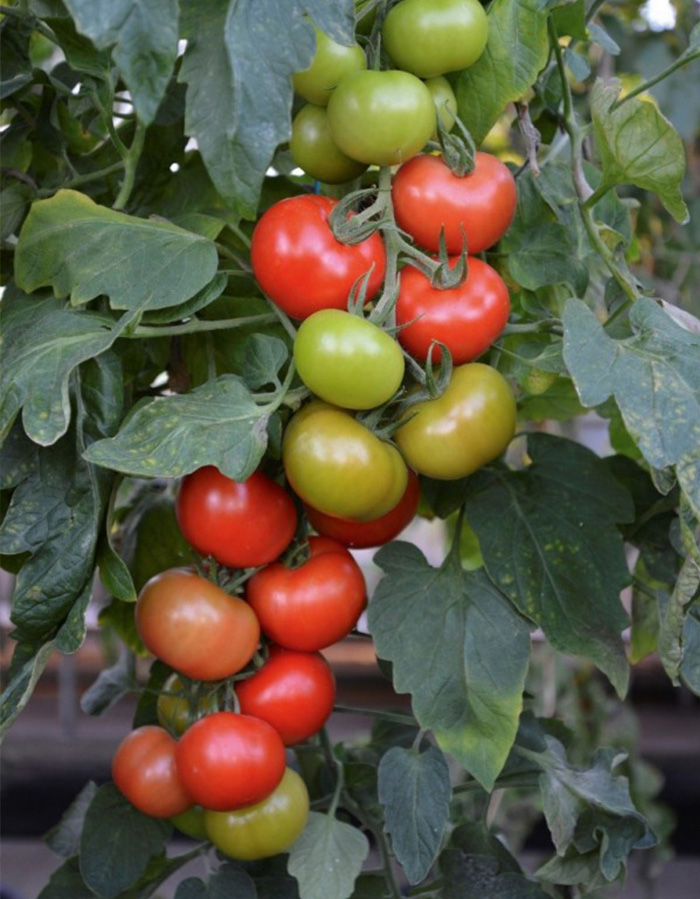 crimson crush tomato growing on vine