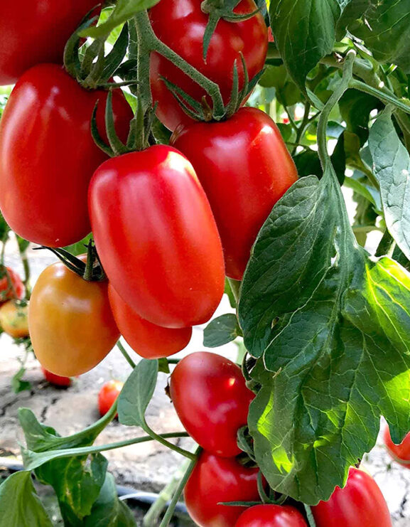 Tomato Nagina F1 growing on vine