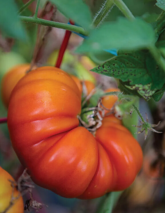 Tomanade Tomato growing on vine