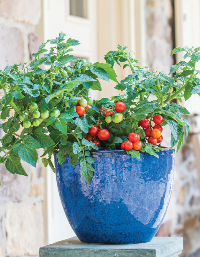 Tomato Veranda Red tomato plant growing in pot