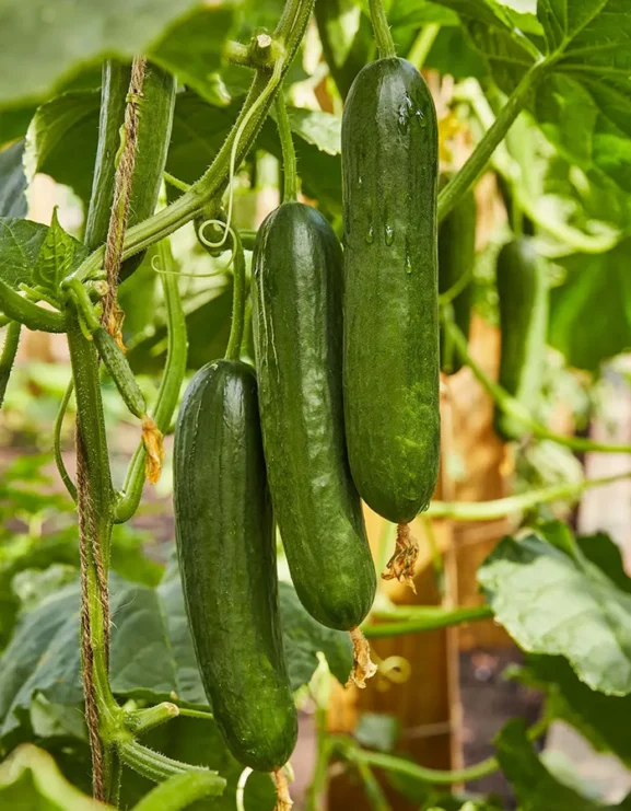 Cucumber Merlin F1