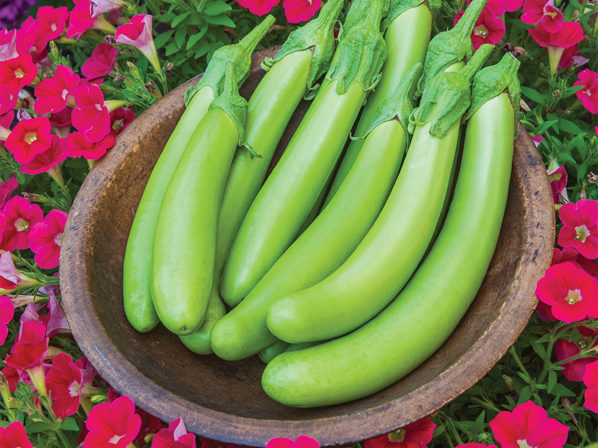 Aubergine Green Knight F1