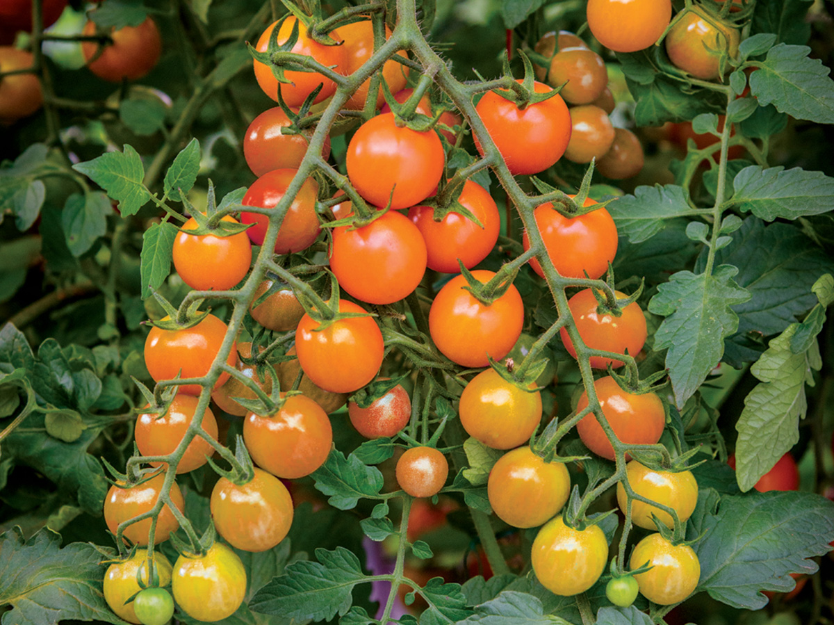 Tomato Seeds UK Grow Homegrown Delights! Cherry to Beefsteak, EasyGo