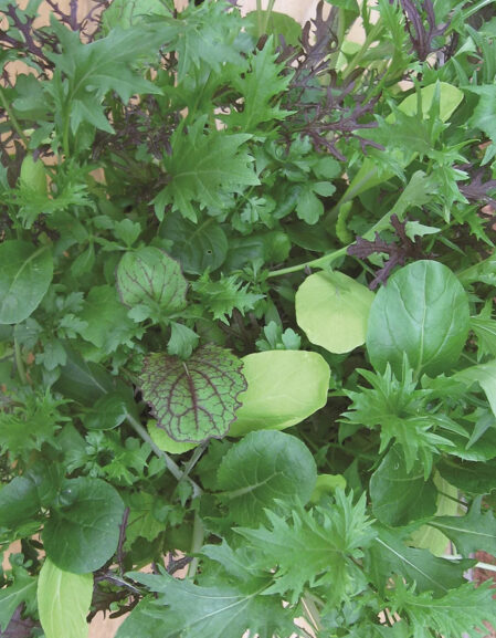 Salad Leaf Bright and Spicy growing