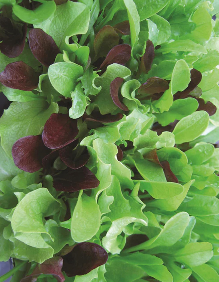Salad Leaf Lettuce Mesclun Mix