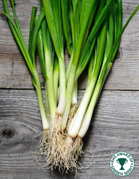 White Lisbon Spring Onion