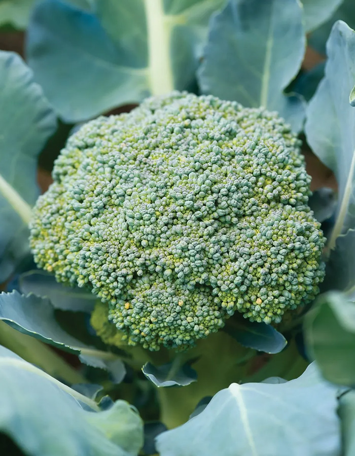 Broccoli Sun King F1 plant