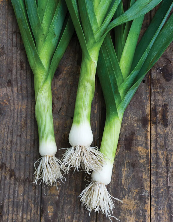 Leek Chefs White harvested plants