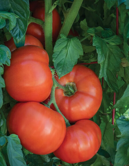 Tomato Burlesque growing on vine