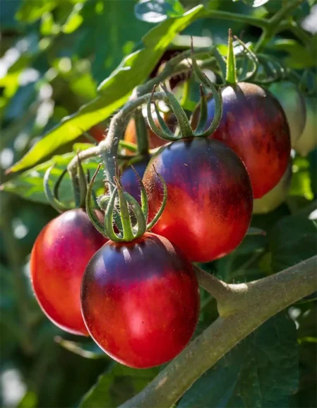 Tomato Black Moon Seeds