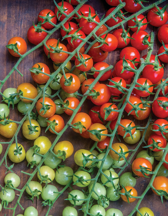 Harvested Cherry baby tomato vines