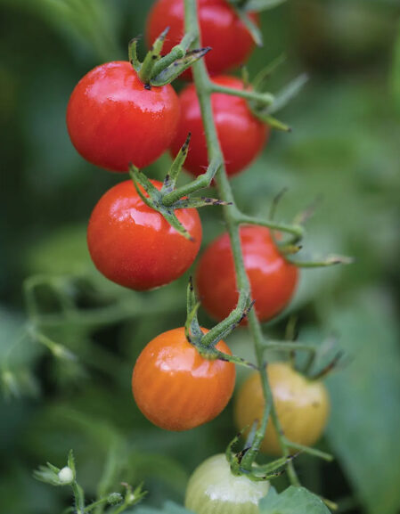 Cherry Baby F1 Tomato vine