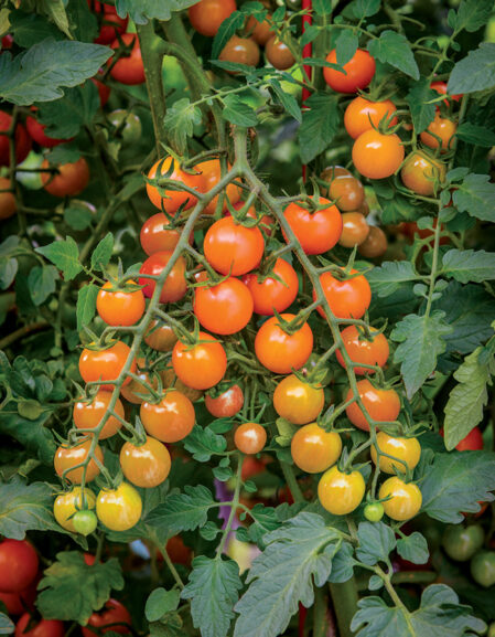 Honeycomb F1 Tomato growing on vine