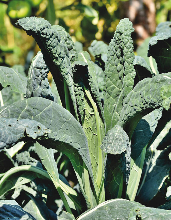 Kale Nero di Toscana growing