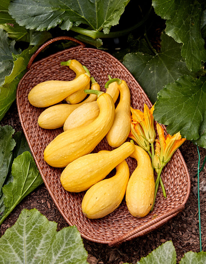 Harvested Squash Pic and Pic in basket