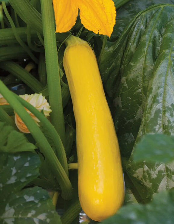 Courgette Butterstick F1 growing on plant