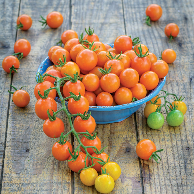 Honeycomb f1 tomatos in a bowl