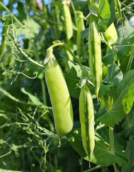 Pea Kelvedon Wonder