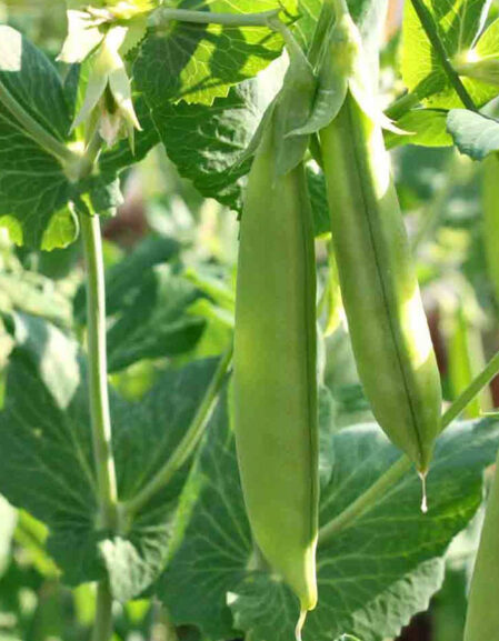 Pea Oregon Sugar Pod (Mangetout)