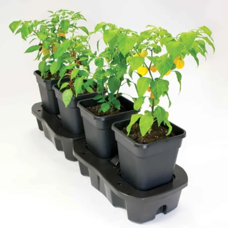 Chilli Plants growing in Quadgrows