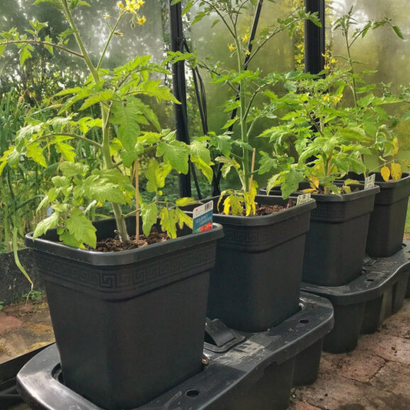 Tomato Plants Growing In Quadgrows