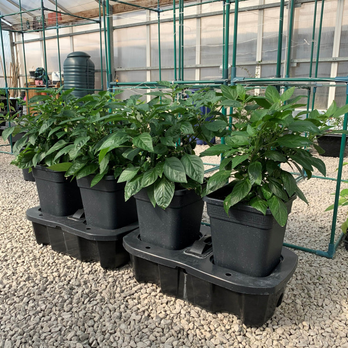 Chilli Plants growing in Quad Grows