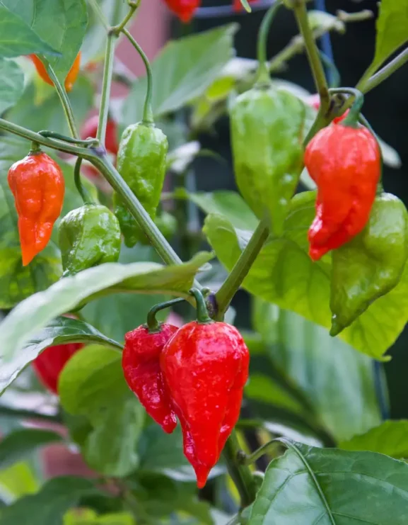 Bhut Jolokia Chilli growing on Plant