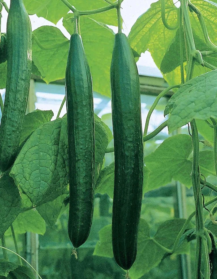 Carmen F1 cucumbers growing on plant