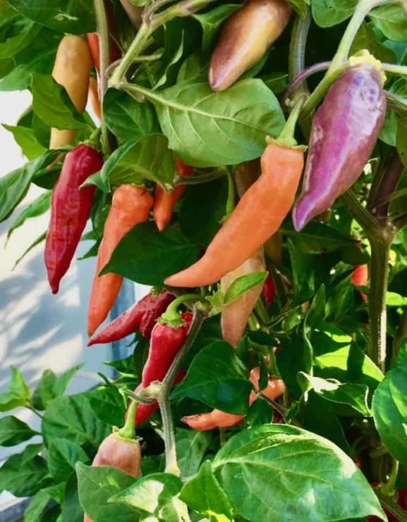 Aroma Habanero chilli peppers growing on a plant