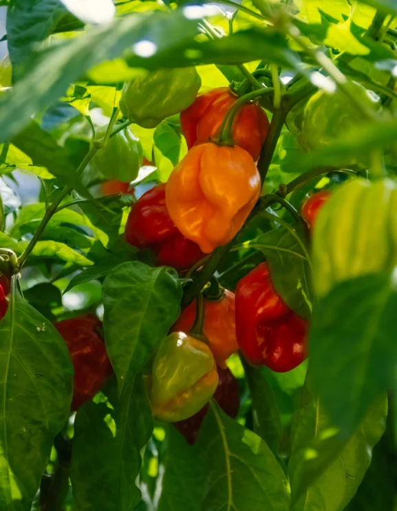 red habanero growing on plant