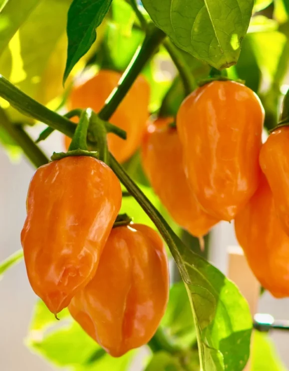 orange habanero chillis growing on plant