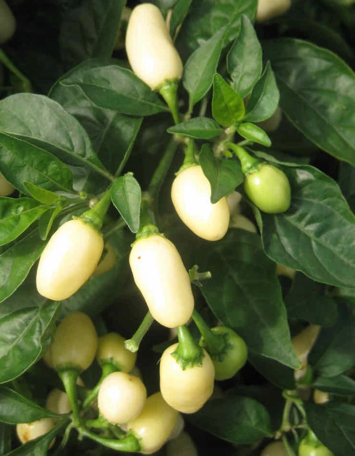 white habanero chilli's growing on plant