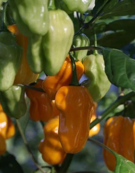 Golden Yellow Habaneros growing on plant