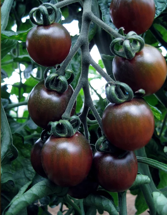 Tomato Black Opal Seeds