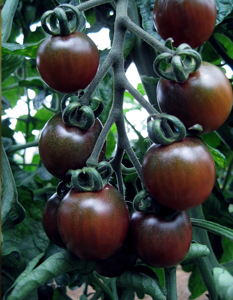 Black Opal Tomatos