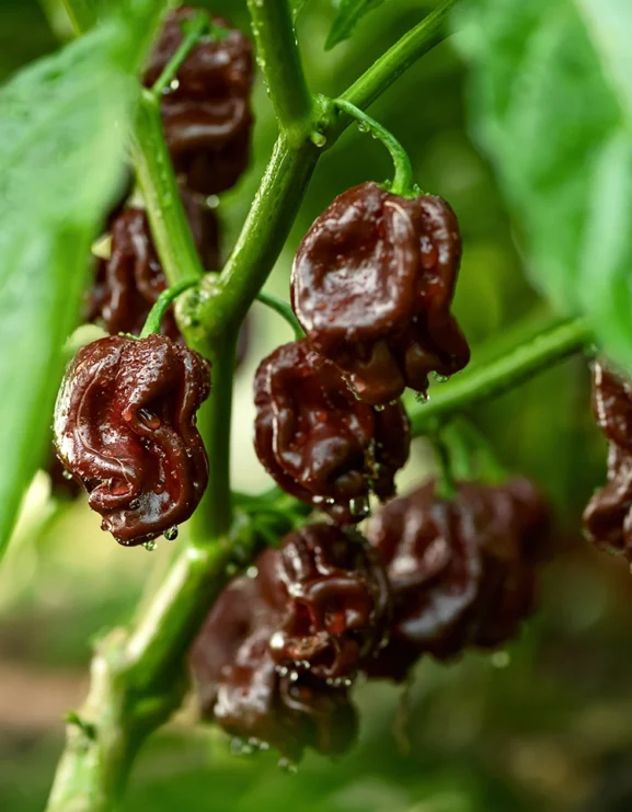 Chocolate Habanero chilli's growing on plant