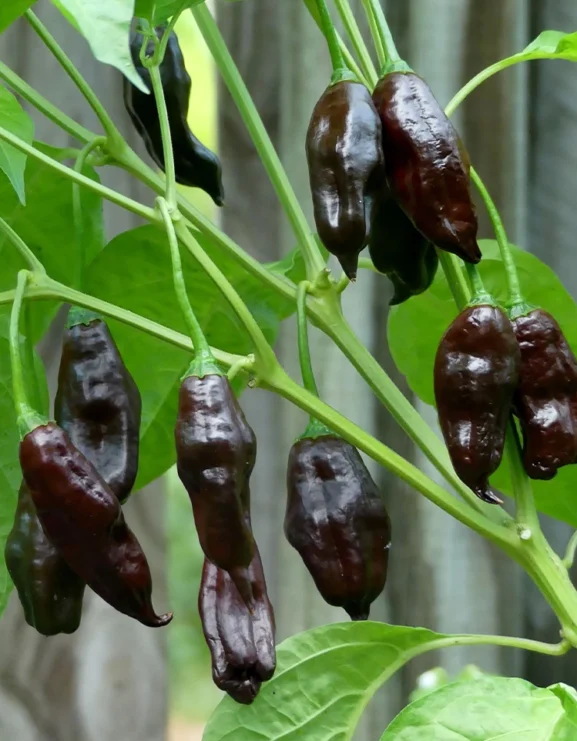 Machu Pichu Chilli pepper growing on plant